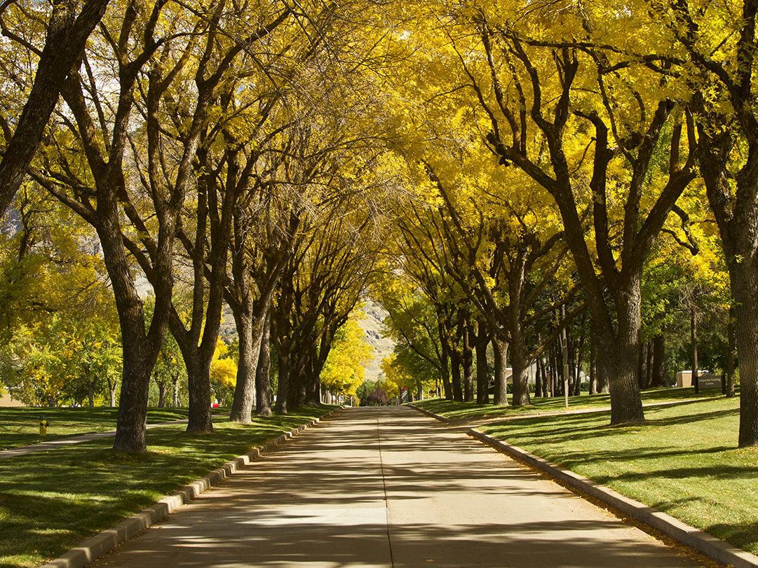 Tree-lined campus pathway with fall foliage